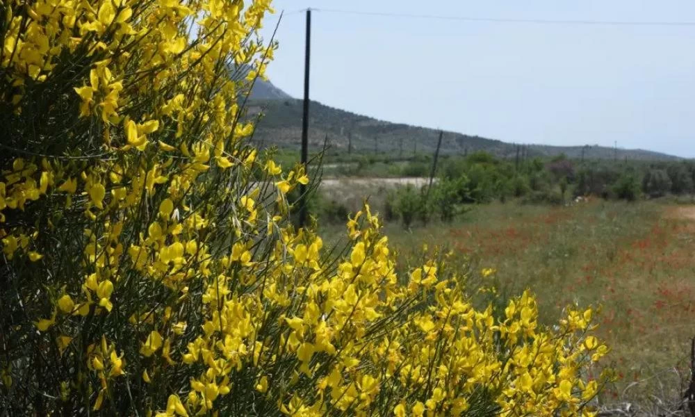 Καιρός-Meteo: Ανοιξιάτικο σκηνικό για την Παρασκευή-Ανεβαίνει η θερμοκρασία